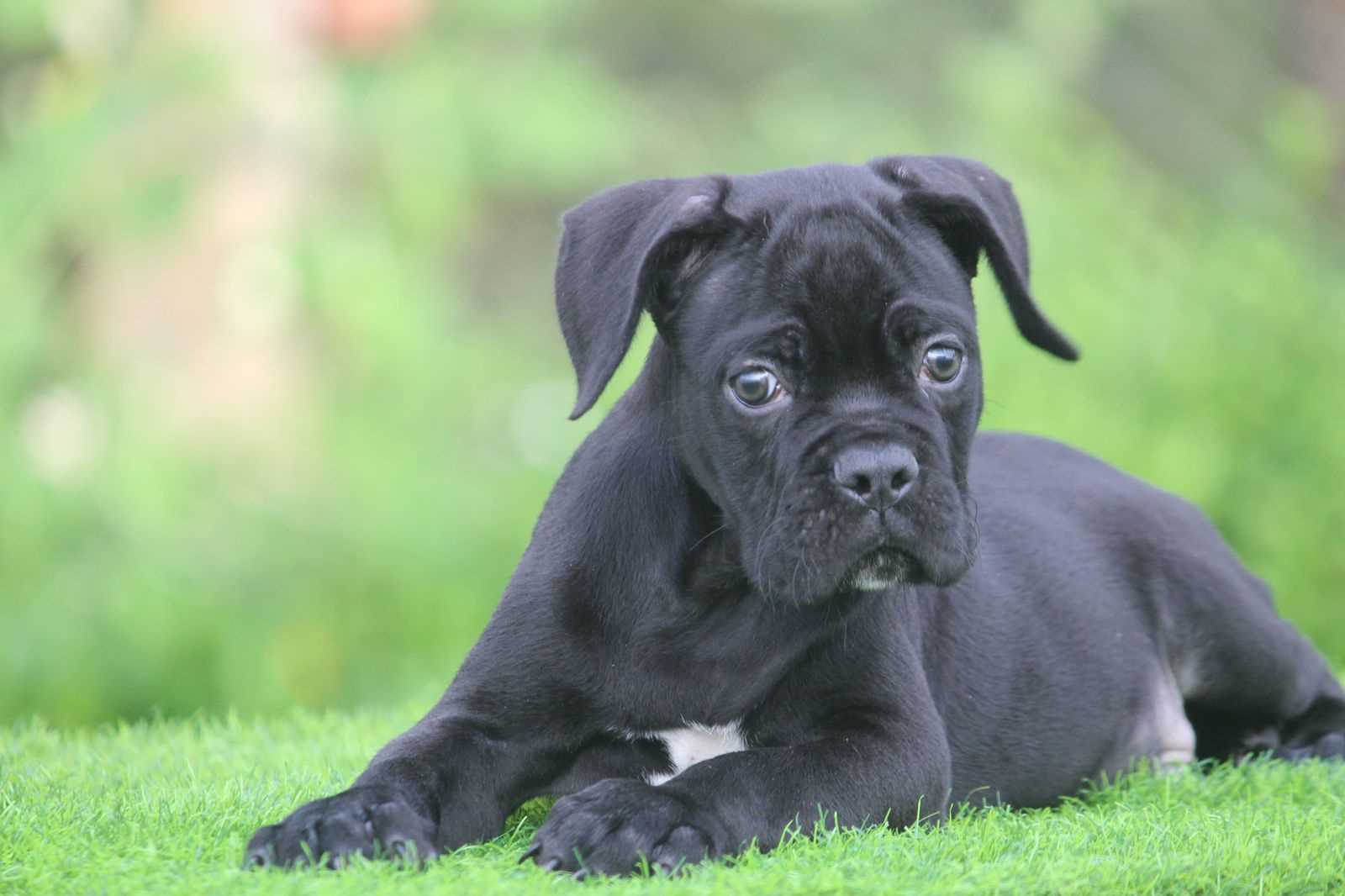 Basic Quality Cane Corso