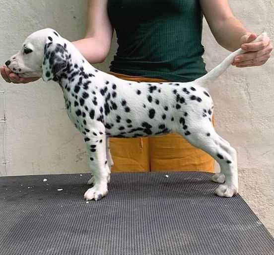 KCI Registered Dalmatian