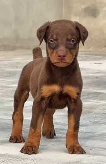 Doberman For Sale In Jammu