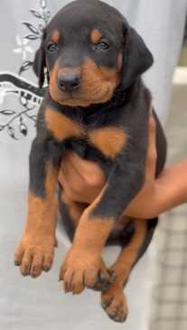 Doberman For Sale In Jammu