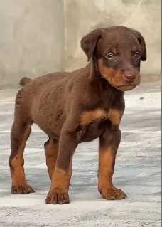 Doberman For Sale In Jammu