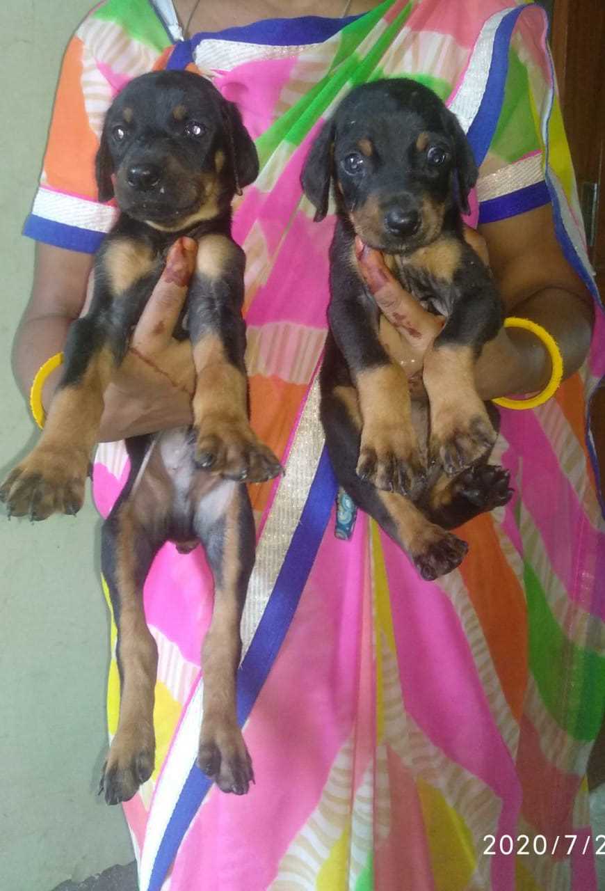 Doberman For Sale In Jammu