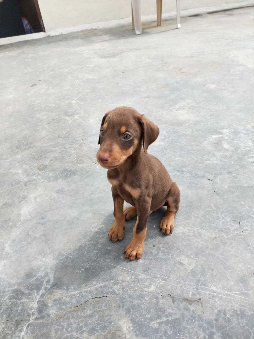 Doberman For Sale In Jammu