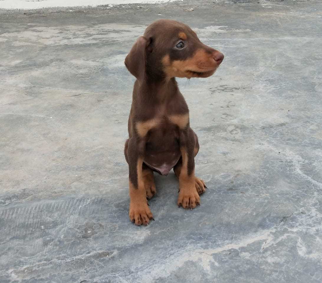 Doberman For Sale In Kottayam