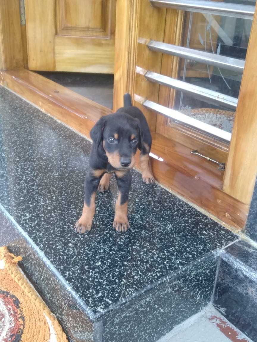 Doberman For Sale In Kottayam