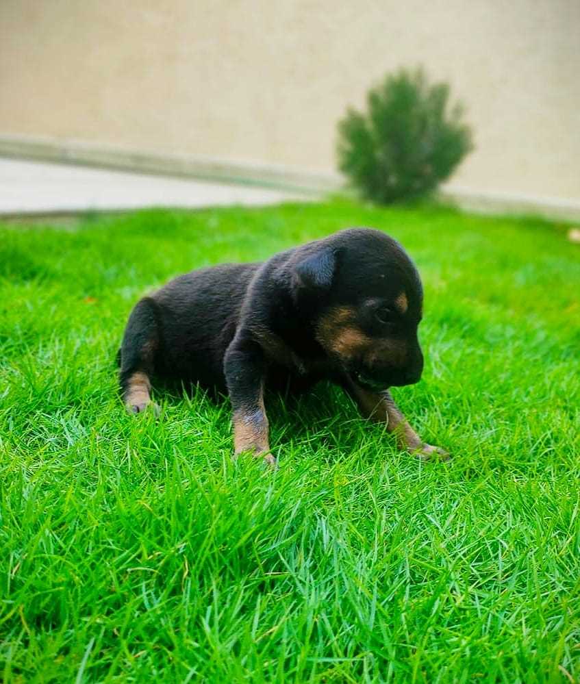 Doberman For Sale In Kottayam