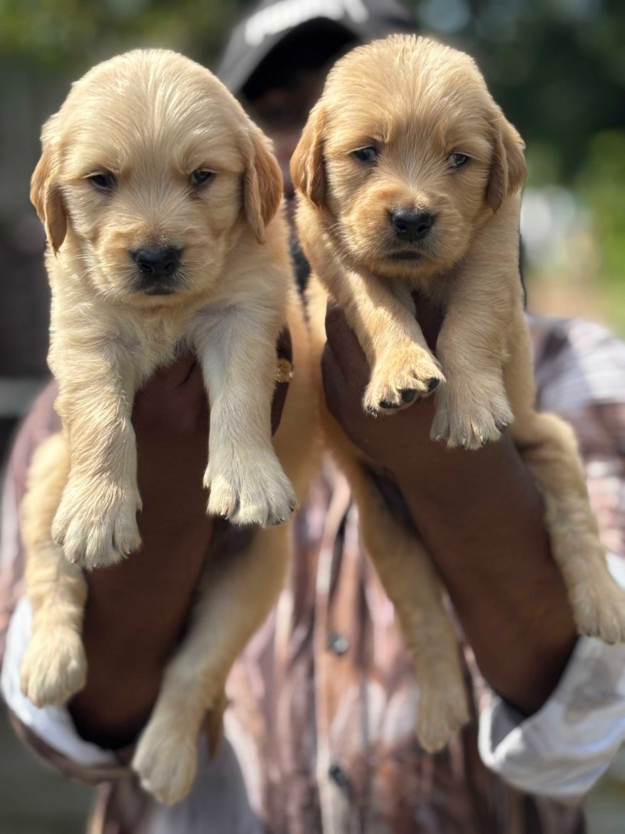 Golden Retriever For Sale In Coimbatore