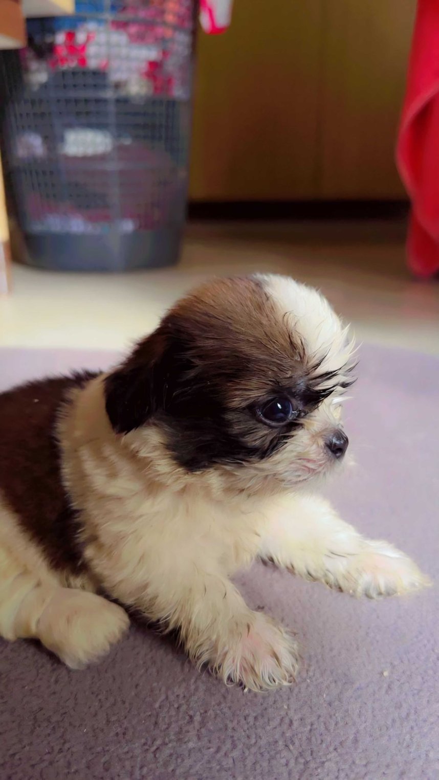 Shih Tzu For Sale In Ahmedabad
