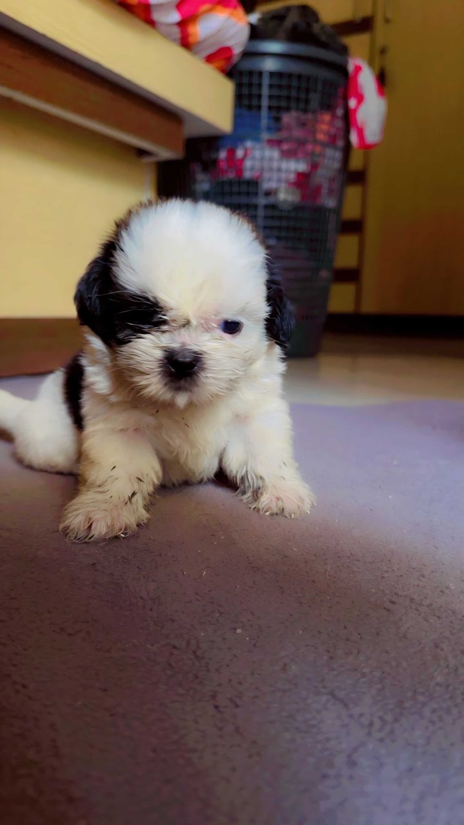 Shih Tzu For Sale In Ahmedabad