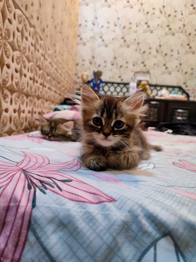 Persian For Sale In Bareilly