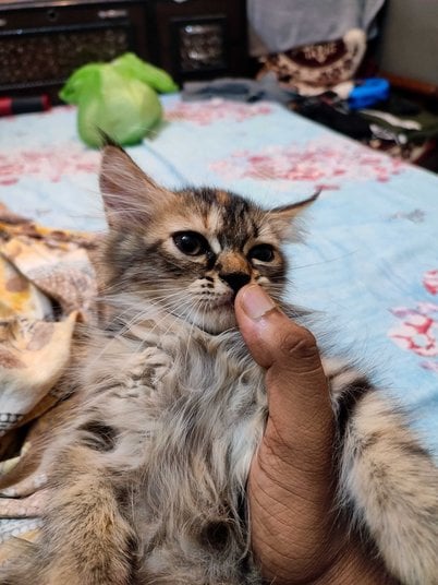 Persian For Sale In Bareilly
