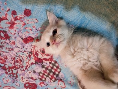 Persian For Sale In Bareilly