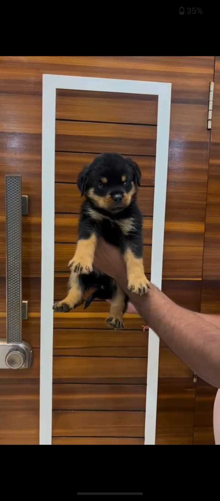 Rottweiler For Sale In Amravati