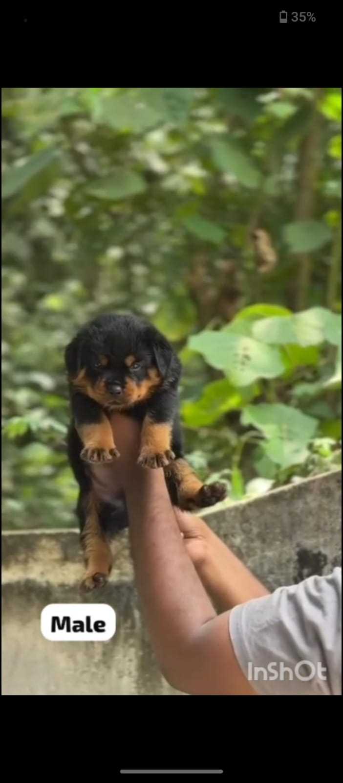 Rottweiler For Sale In Amravati