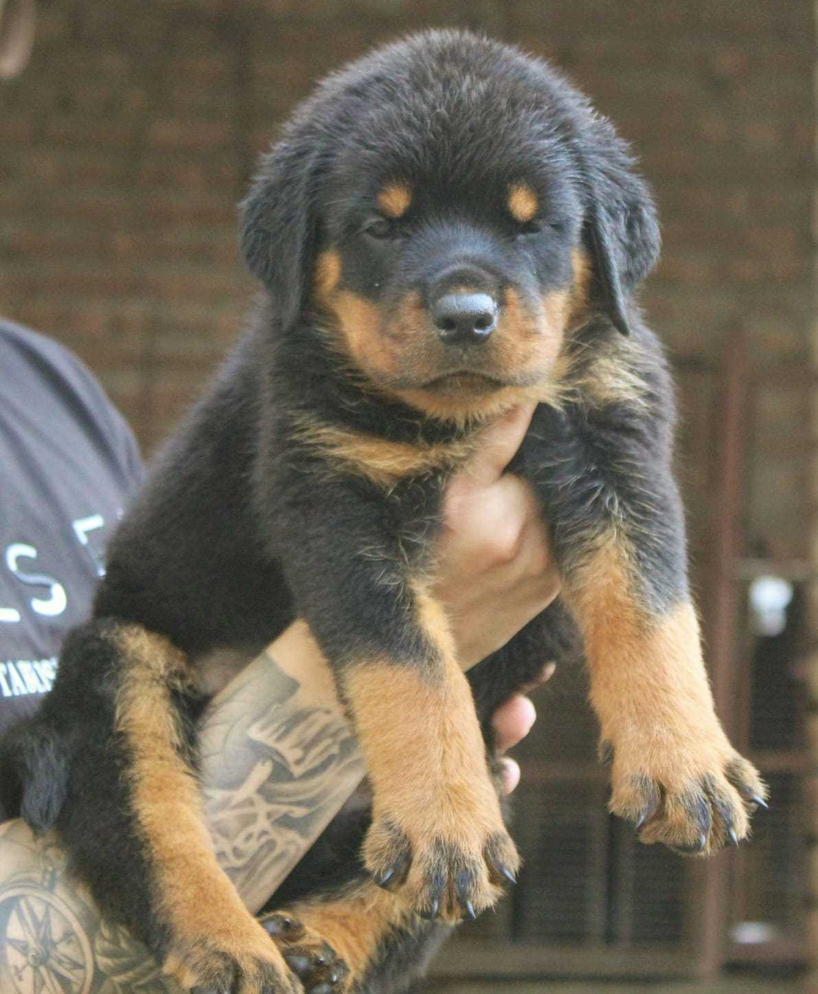 Rottweiler For Sale In Amravati