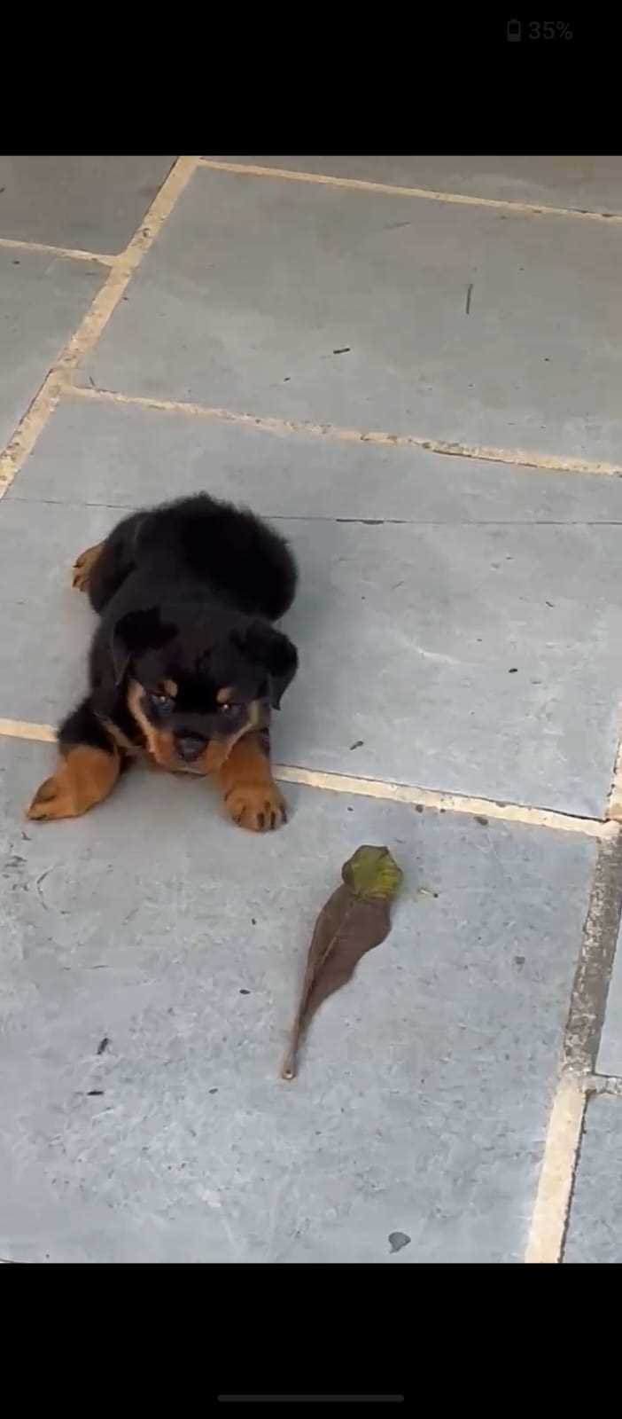 Rottweiler For Sale In Amravati