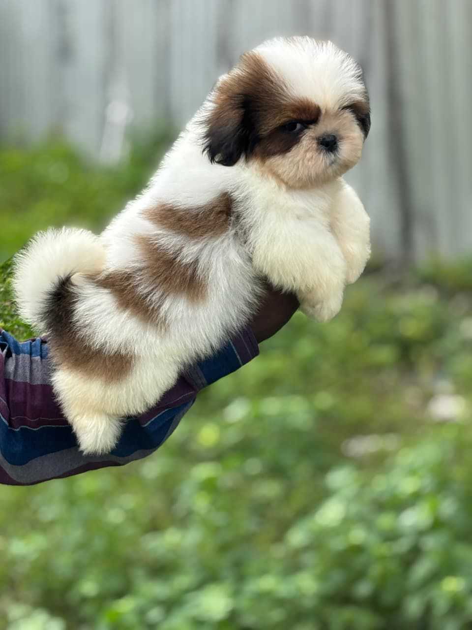 Shih Tzu For Sale In Vellore