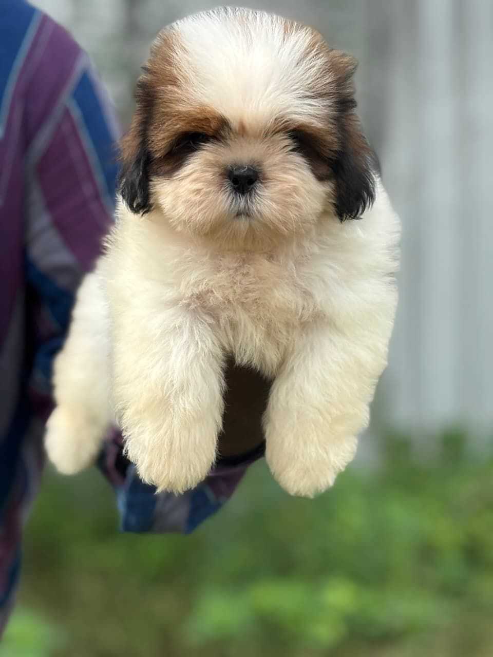 Shih Tzu For Sale In Vellore