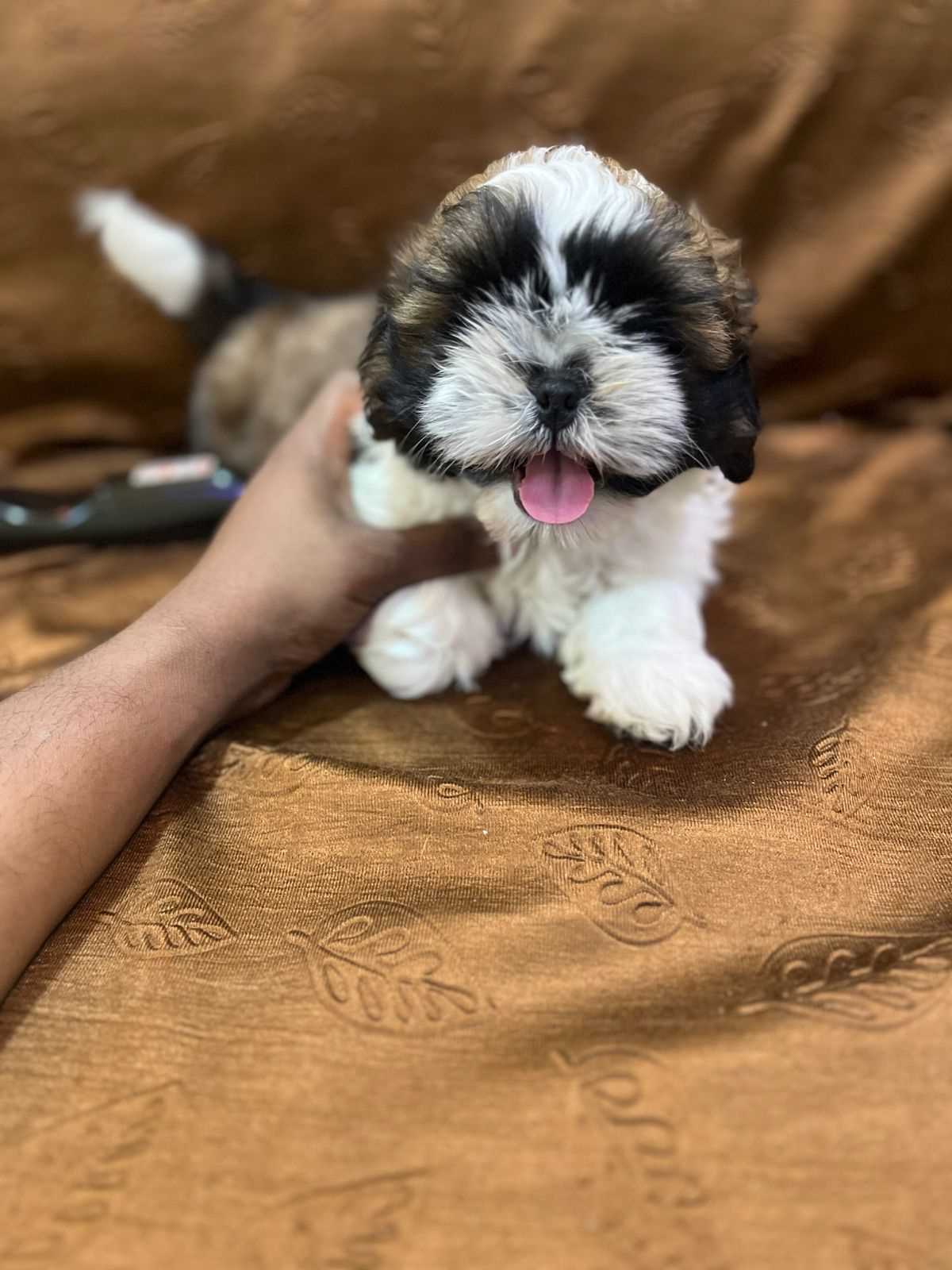 Shih Tzu For Sale In Vellore