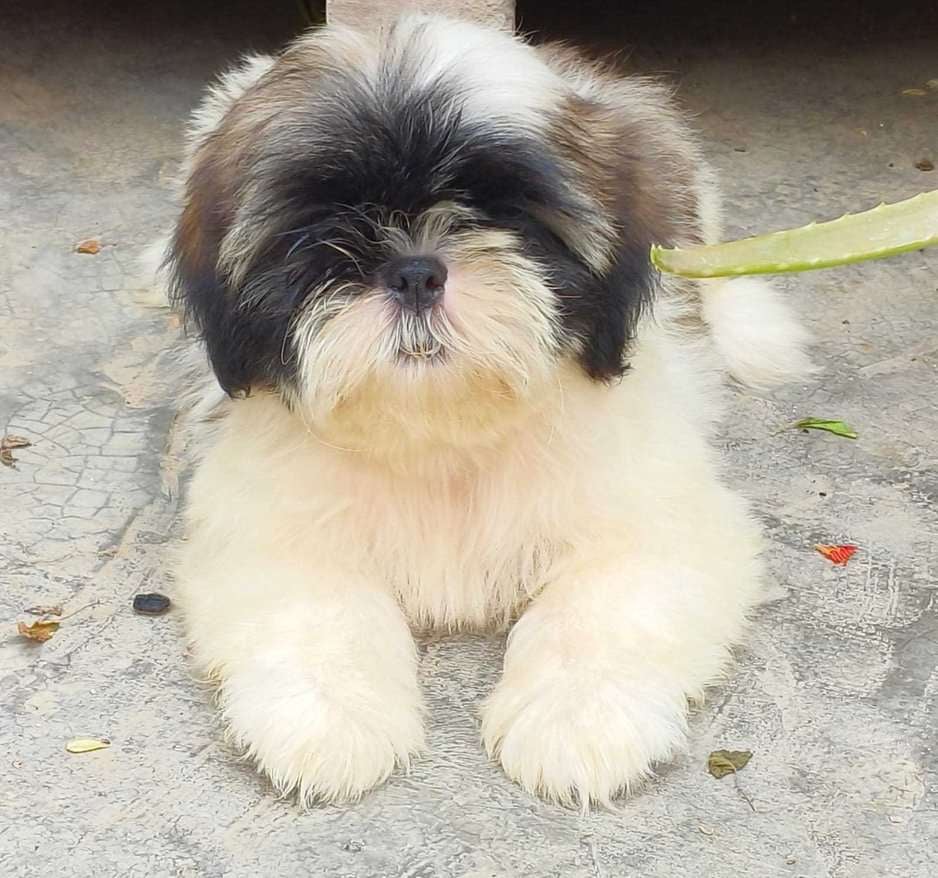 Shih Tzu For Sale In Vellore