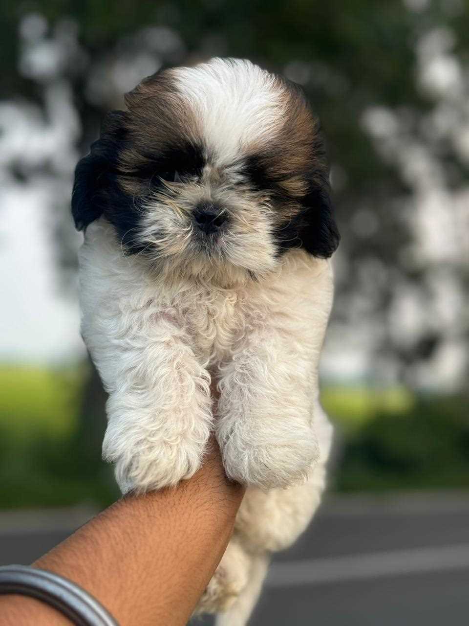 Shih Tzu For Sale In Vellore