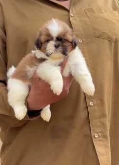 Shih Tzu For Sale In Vellore