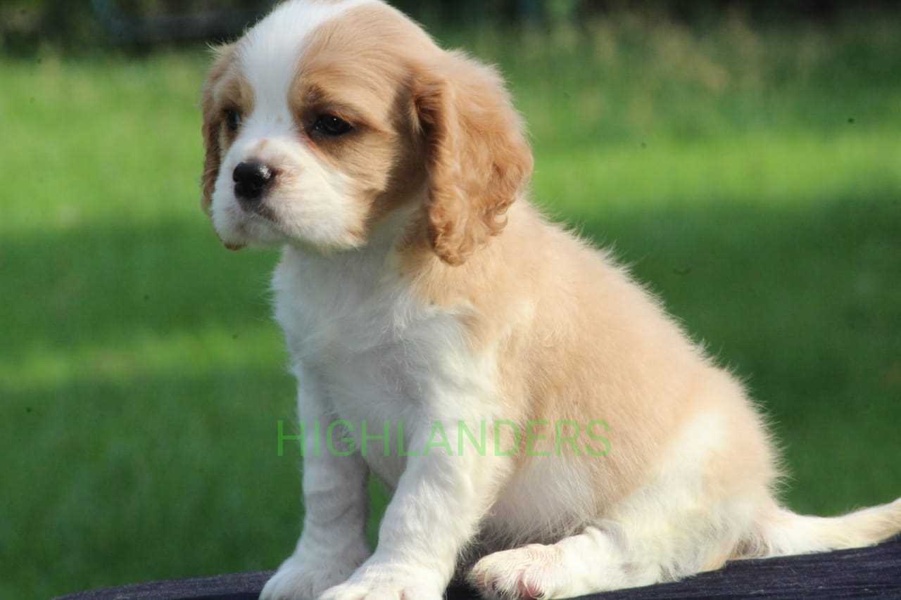 Cavalier King Charles Spaniel For Sale In Bangalore
