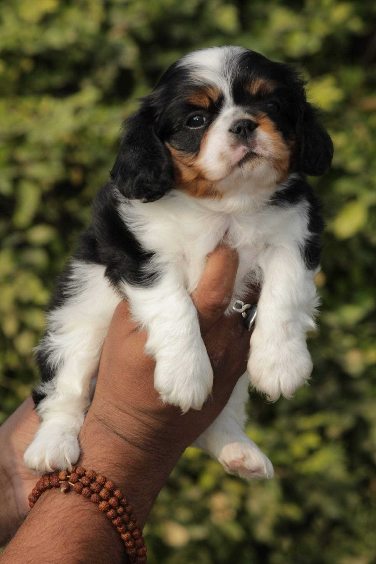 Cavalier King Charles Spaniel For Sale In Bangalore