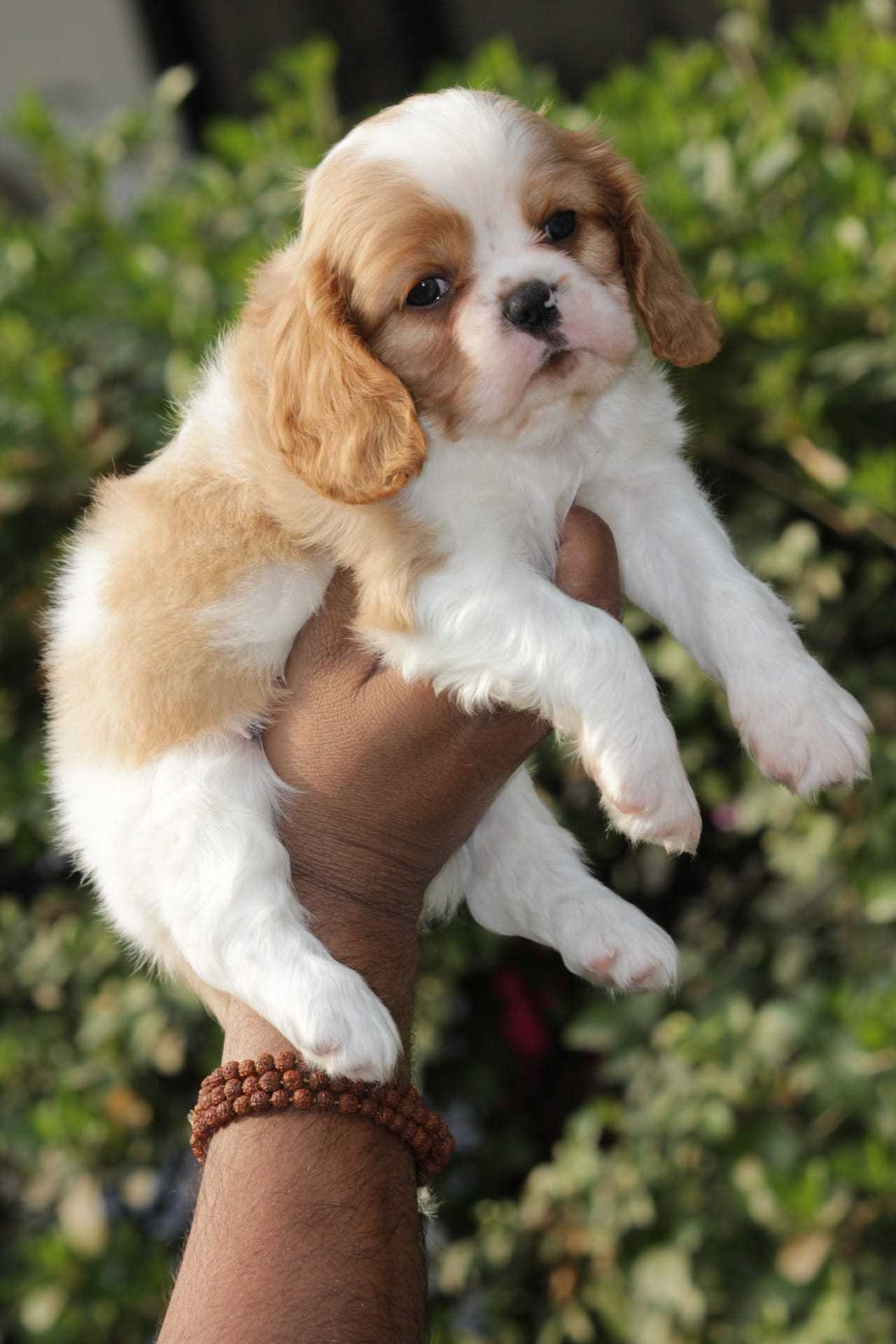 Cavalier King Charles Spaniel For Sale In Bangalore