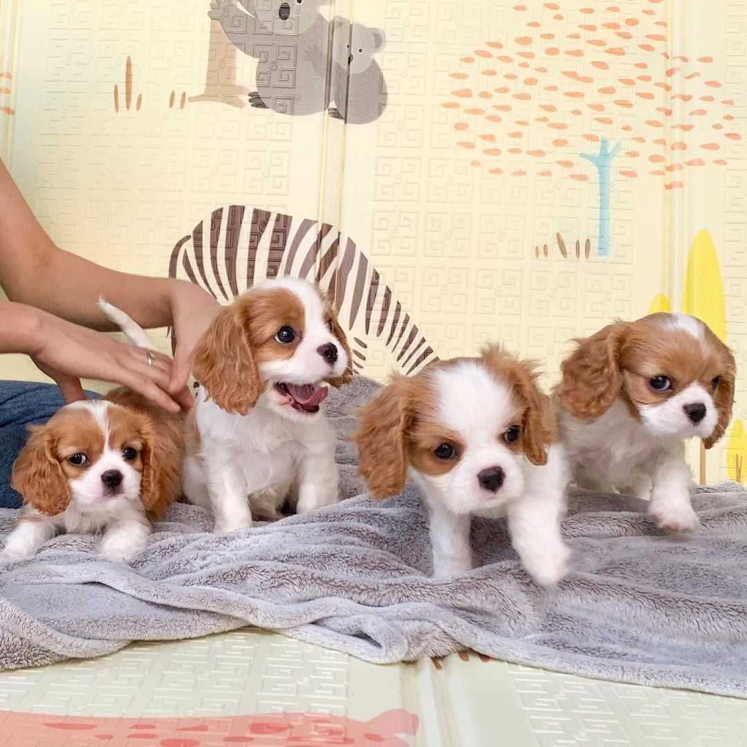 Cavalier King Charles Spaniel For Sale In Bangalore