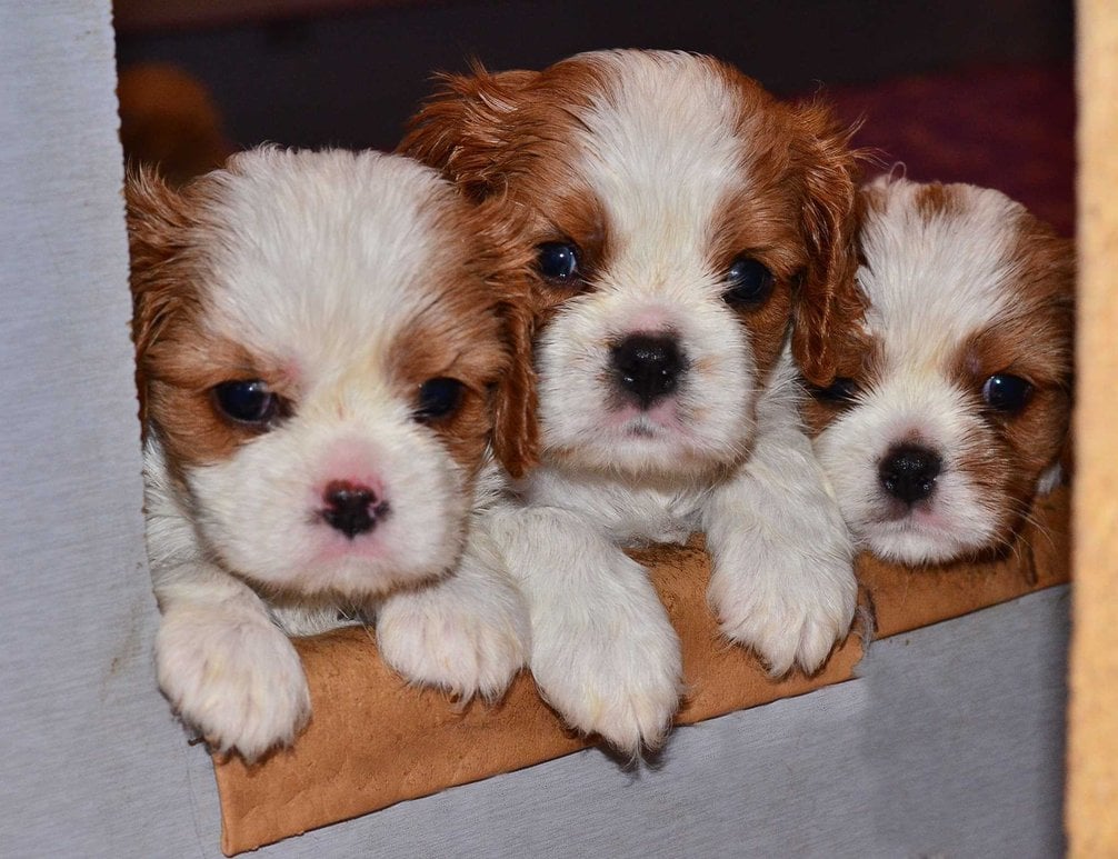 Cavalier King Charles Spaniel For Sale In Bangalore