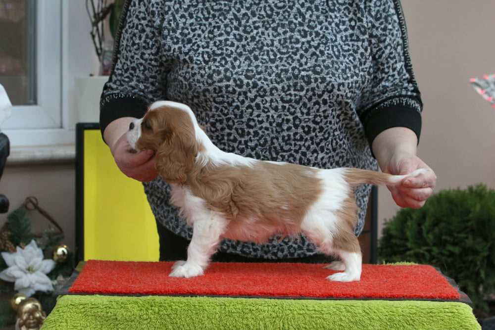 Cavalier King Charles Spaniel For Sale In Bangalore