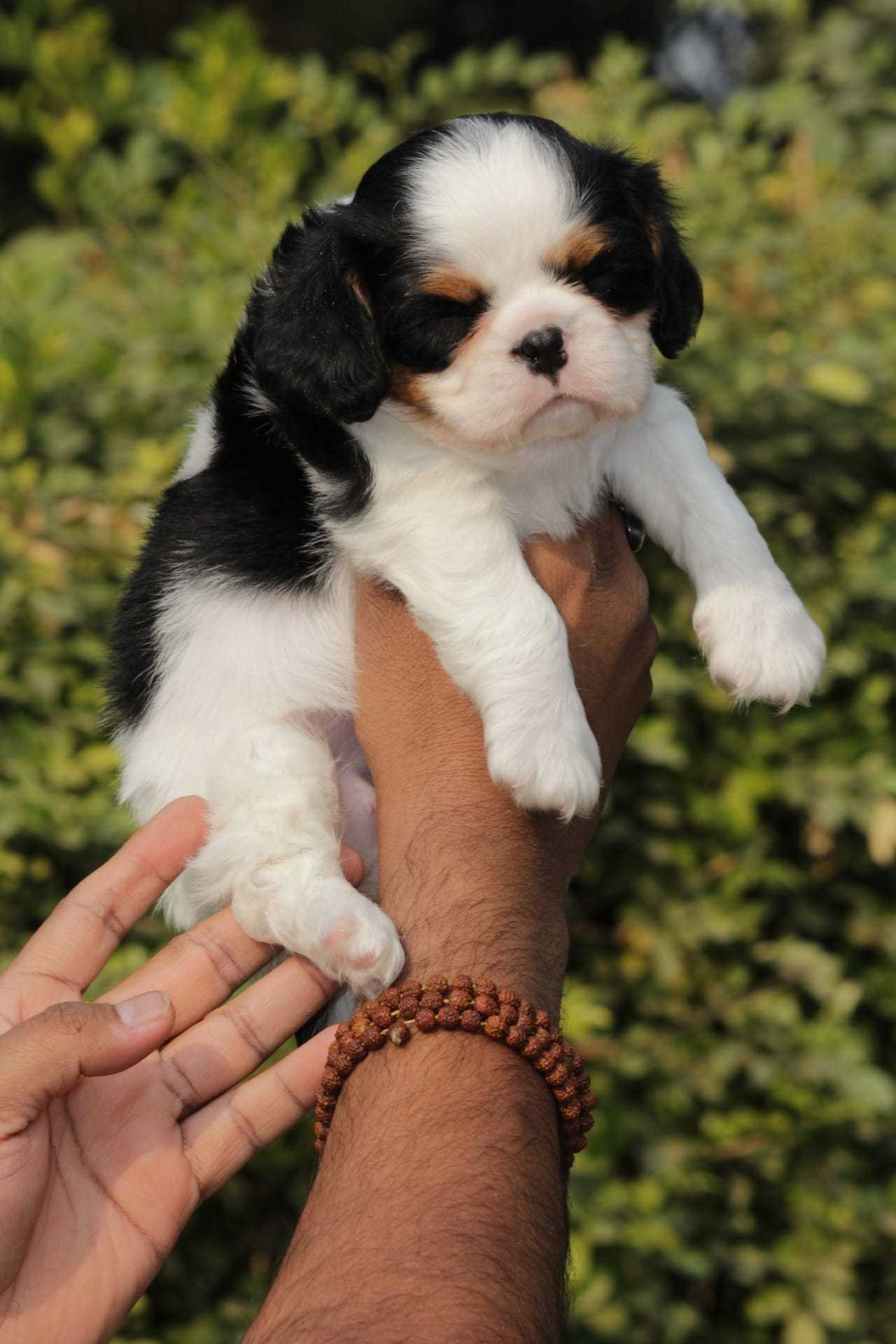 Cavalier King Charles Spaniel For Sale In Bangalore