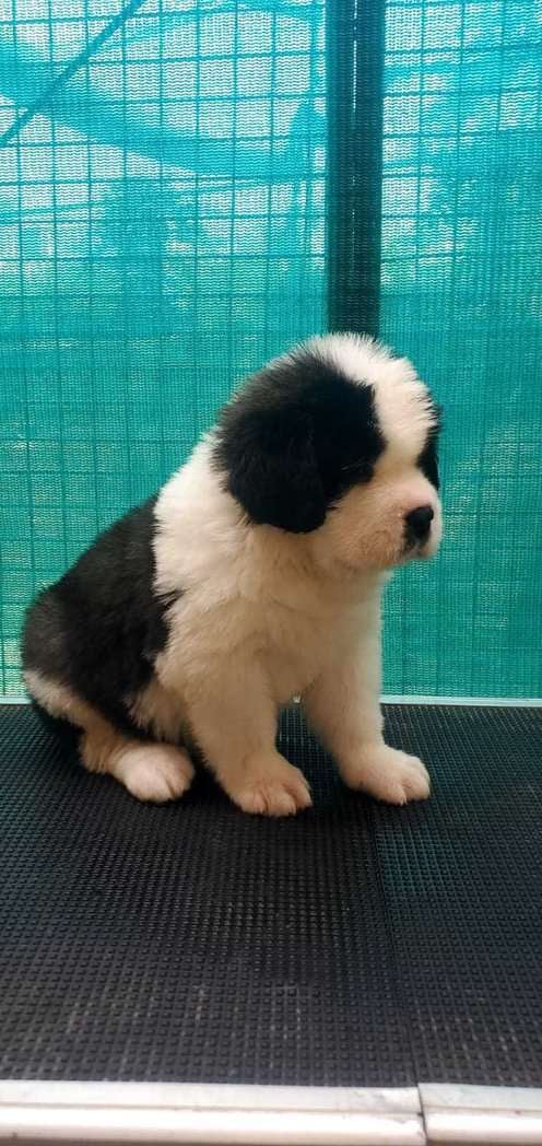 Saint Bernard For Sale In Ahmedabad