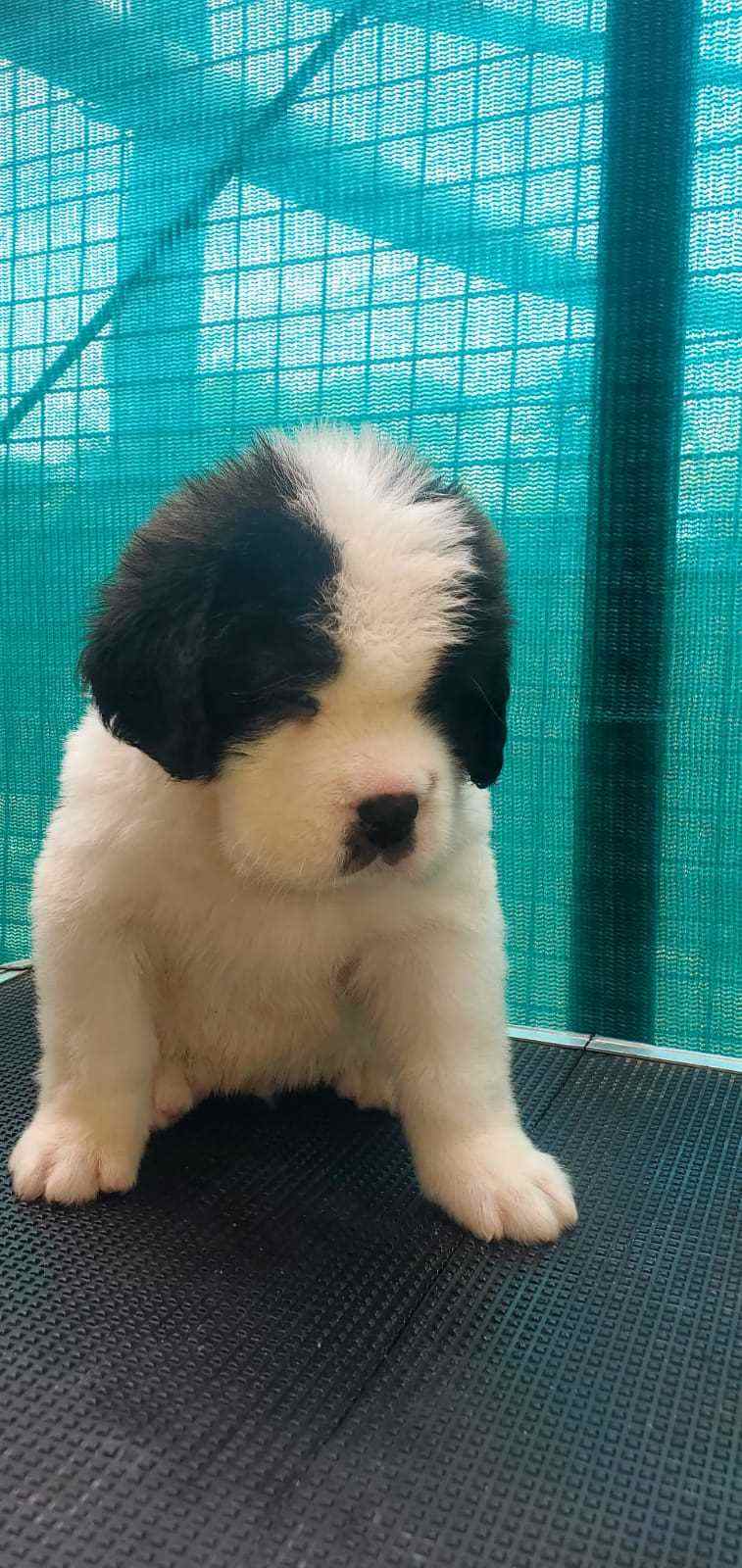 Saint Bernard For Sale In Ahmedabad