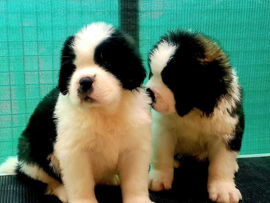 Saint Bernard For Sale In Ahmedabad
