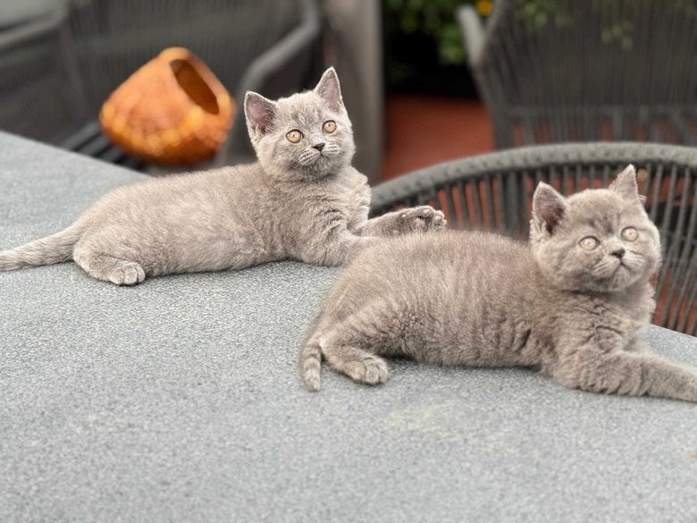 British Shorthair For Sale In Kolkata