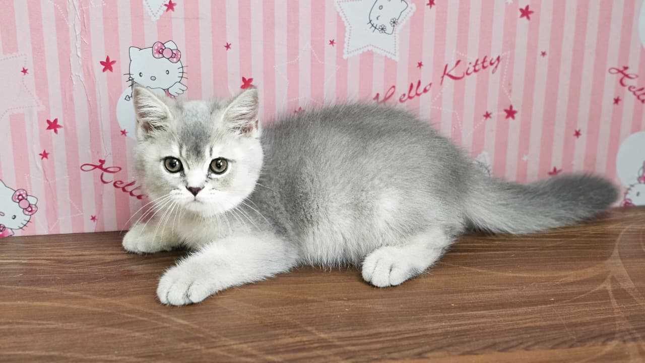 British Shorthair For Sale In Kolkata