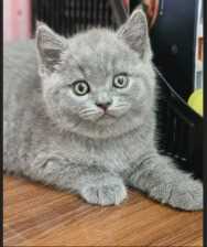British Shorthair For Sale In Delhi