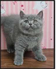British Shorthair For Sale In Delhi