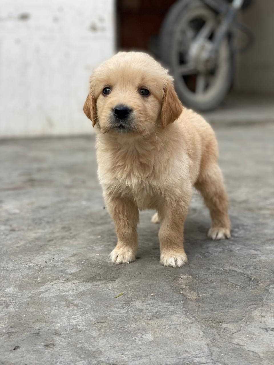 Golden Retriever For Sale In Ranchi