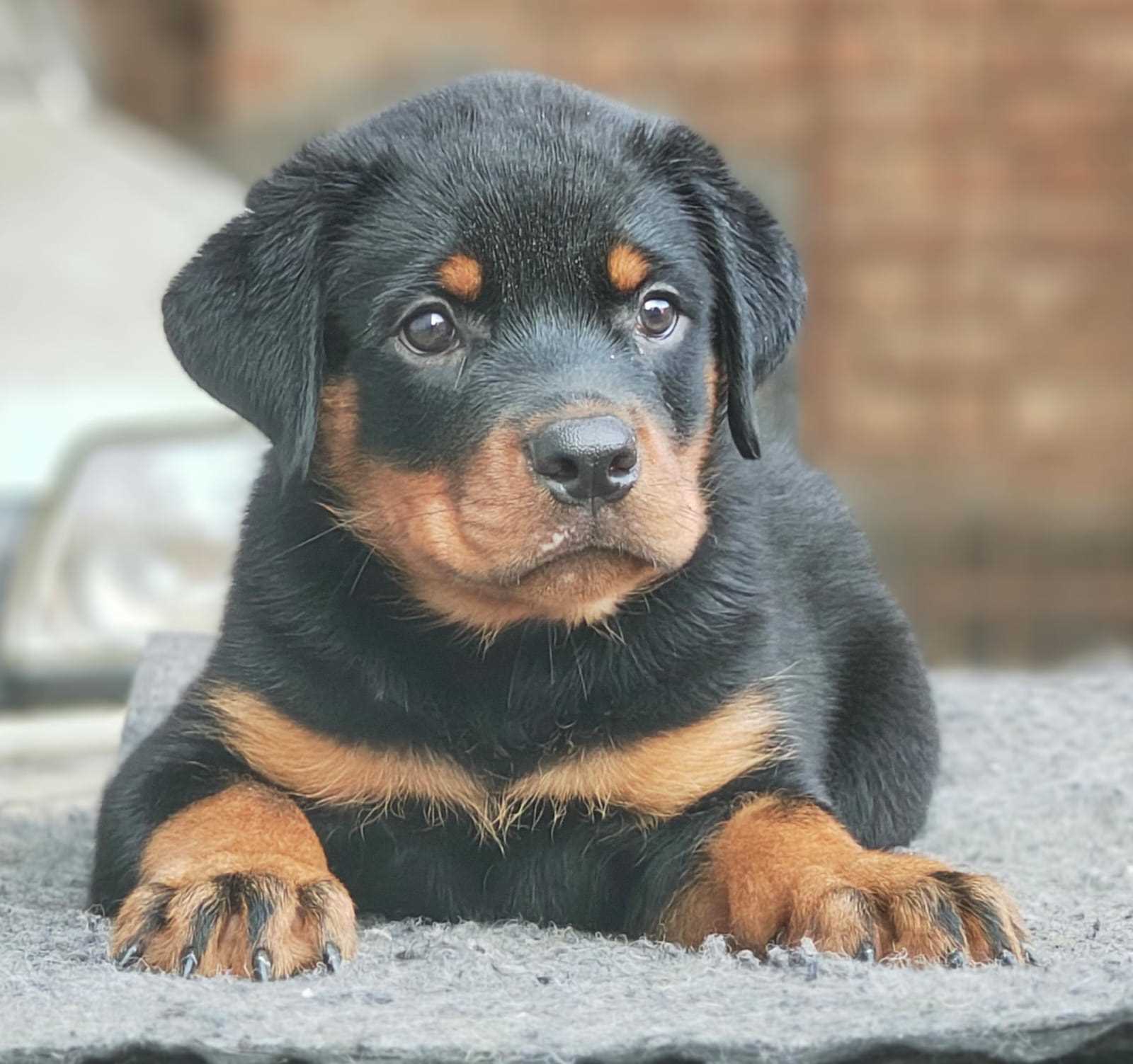Champion Bloodline Rottweiler
