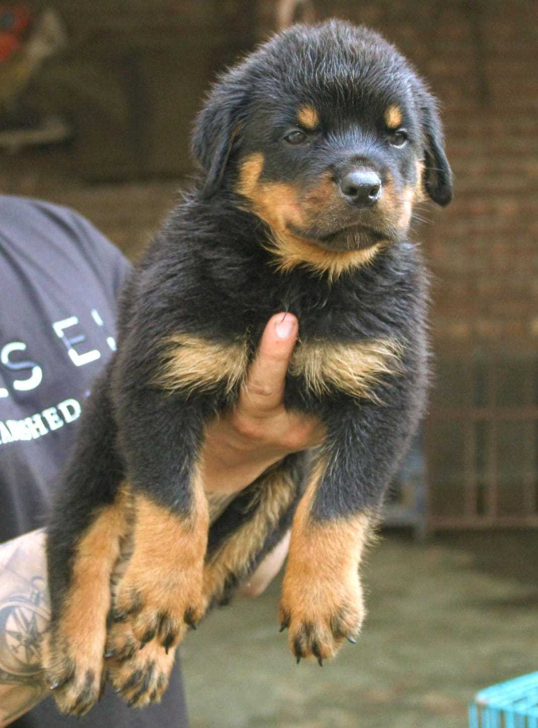 Rottweiler For Sale In Bhubaneswar