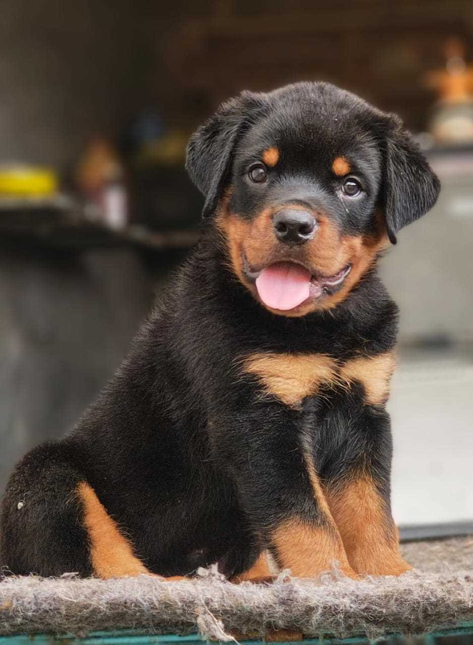 Rottweiler For Sale In Bhubaneswar