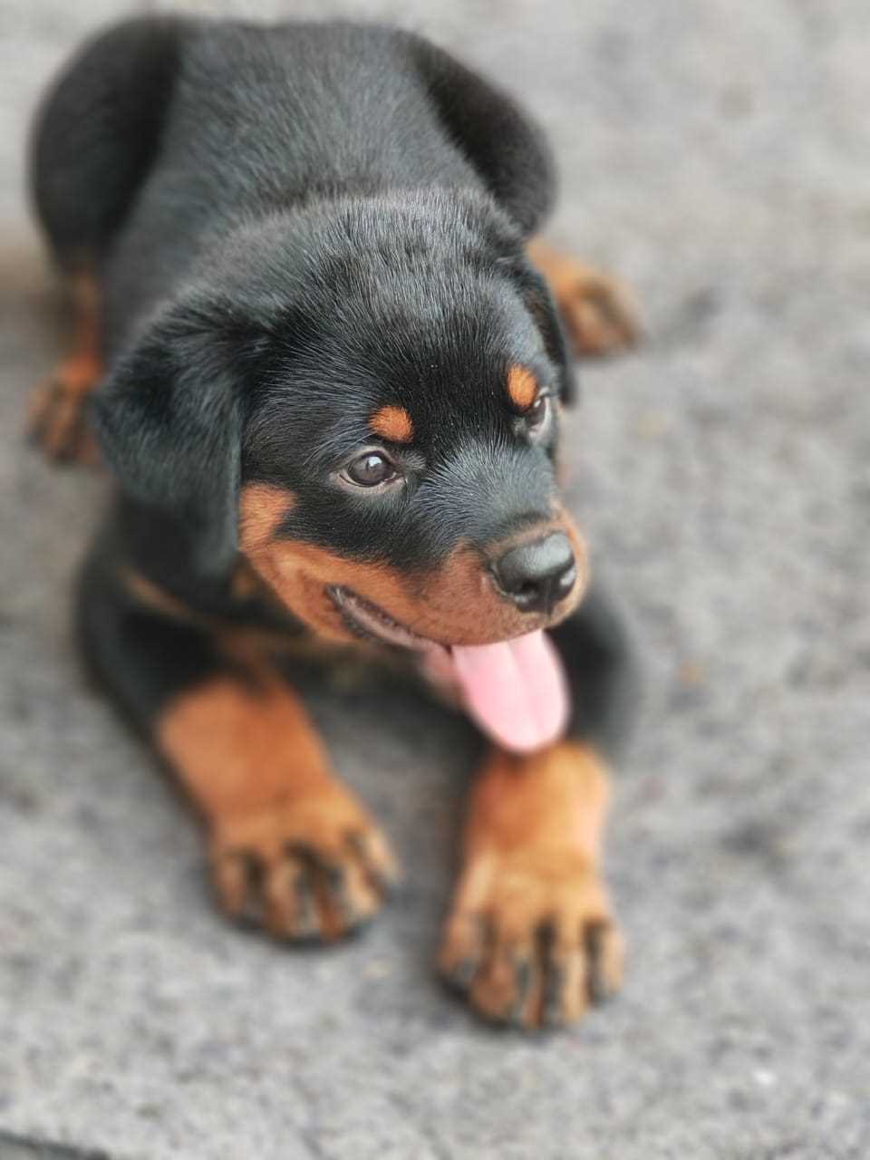 Rottweiler For Sale In Bhubaneswar