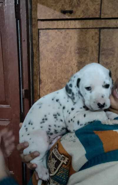 Dalmatian For Sale In Bangalore