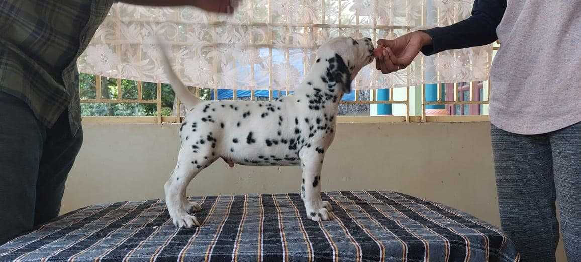 Dalmatian For Sale In Bangalore