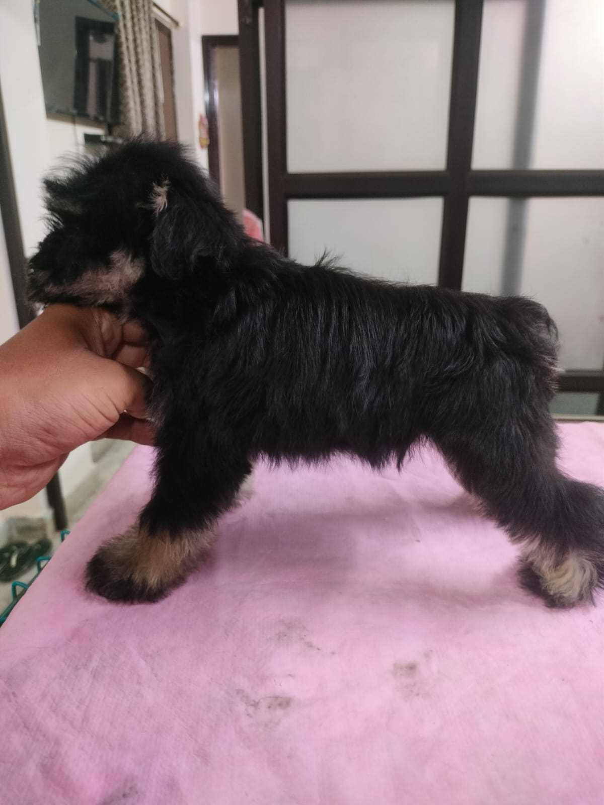 Schnauzer For Sale In Bangalore