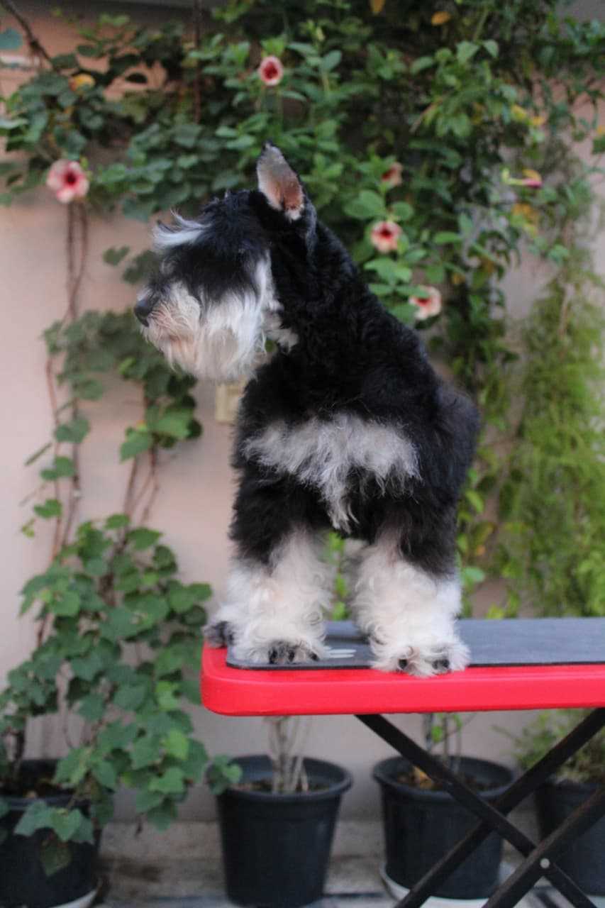 Schnauzer For Sale In Bangalore