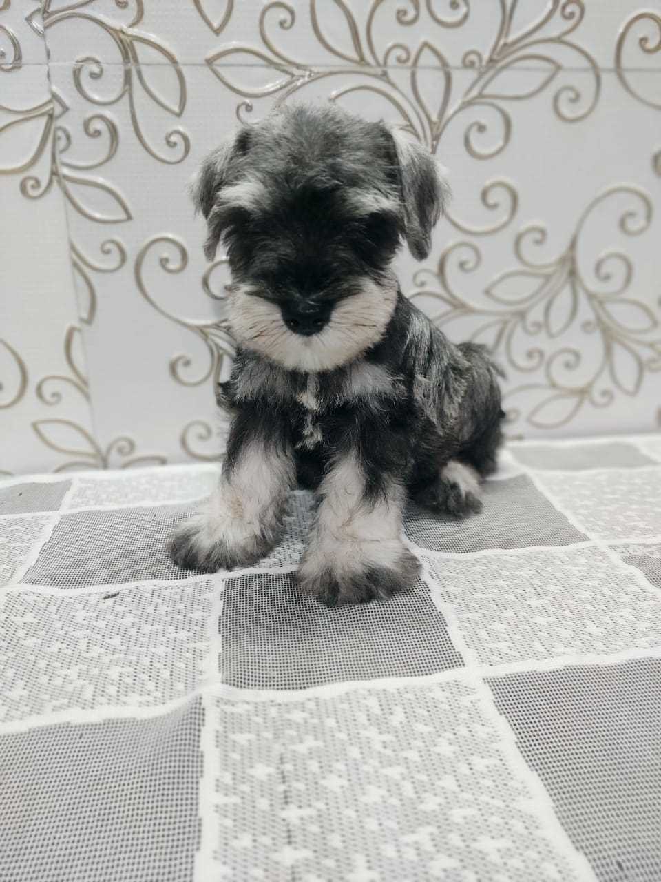 Schnauzer For Sale In Bangalore
